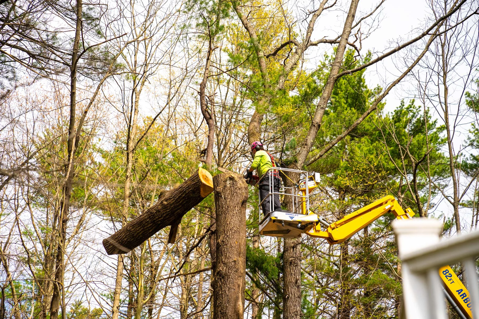 How Tree Removal Services Can Help You Manage Overgrown or Dangerous Trees